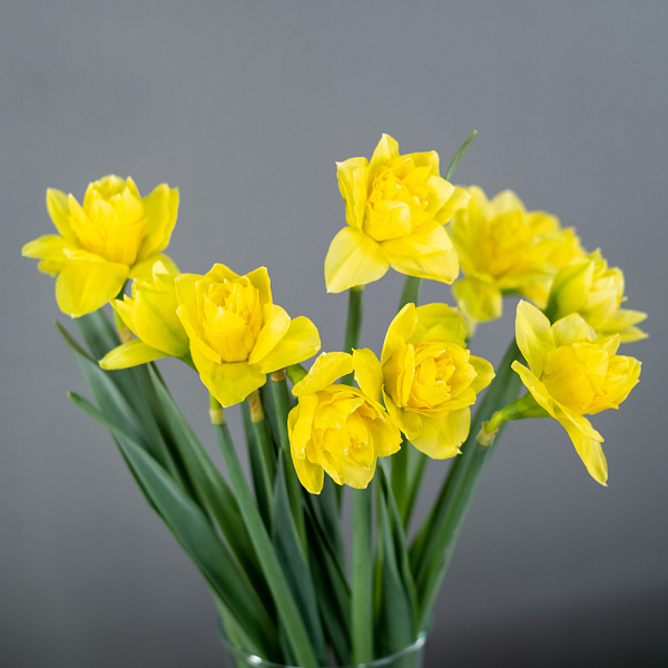 Купить Нарцисс в  с бесплатной доставкой: цена, фото, описание